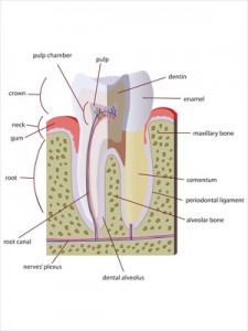 apicoectomy and root canal surgery in Orem and Provo